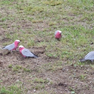 Eolophus roseicapilla at Isaacs, ACT - 26 Oct 2022