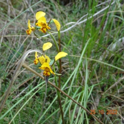 Diuris nigromontana (Black Mountain Leopard Orchid) at Molonglo Valley, ACT - 25 Oct 2022 by GirtsO