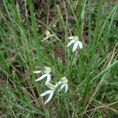 Caladenia moschata (Musky Caps) at Molonglo Valley, ACT - 25 Oct 2022 by GirtsO