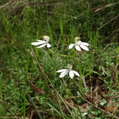 Caladenia moschata (Musky Caps) at Point 5204 - 25 Oct 2022 by GirtsO