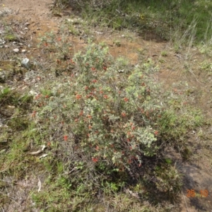 Grevillea alpina at Molonglo Valley, ACT - 25 Oct 2022