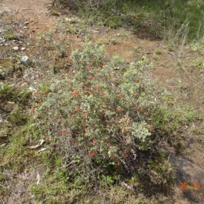 Grevillea alpina (Mountain Grevillea / Cat's Claws Grevillea) at Molonglo Valley, ACT - 25 Oct 2022 by GirtsO