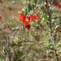 Grevillea alpina at Molonglo Valley, ACT - 25 Oct 2022