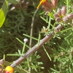 Dillwynia sericea (Egg And Bacon Peas) at Watson, ACT - 26 Oct 2022 by MPW