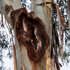 Trichosurus vulpecula (Common Brushtail Possum) at Deakin, ACT - 25 Oct 2022 by LisaH