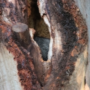 Trichosurus vulpecula at Deakin, ACT - suppressed