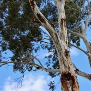 Eolophus roseicapilla at Hughes, ACT - 26 Oct 2022