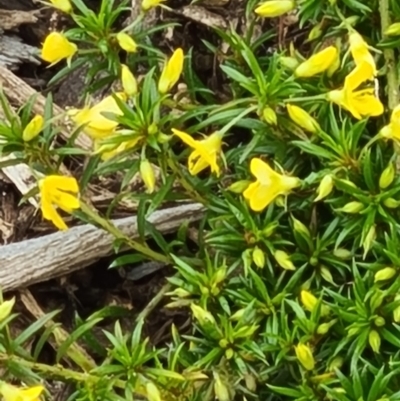 Pultenaea pedunculata (Matted Bush-pea) at Molonglo Valley, ACT - 13 Oct 2022 by galah681