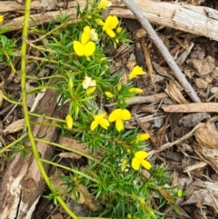 Pultenaea pedunculata at Molonglo Valley, ACT - 13 Oct 2022