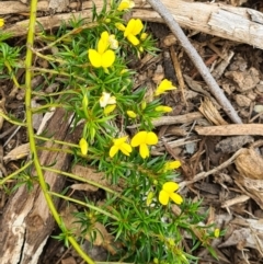 Pultenaea pedunculata at Molonglo Valley, ACT - suppressed