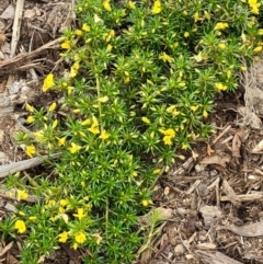 Pultenaea pedunculata at Molonglo Valley, ACT - suppressed