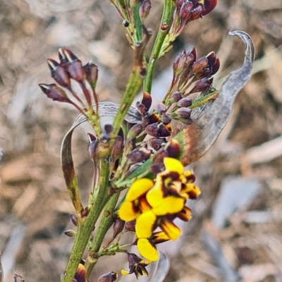 Daviesia ulicifolia (Gorse Bitter-pea) at Sth Tablelands Ecosystem Park - 13 Oct 2022 by galah681