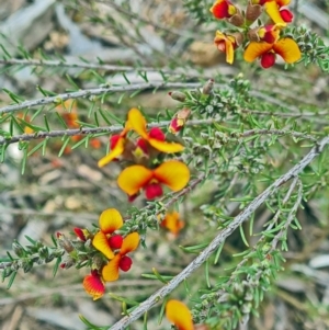 Dillwynia sericea at Molonglo Valley, ACT - 13 Oct 2022 11:56 AM