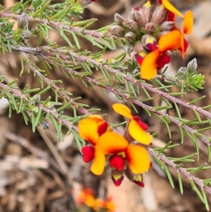 Dillwynia sericea at Molonglo Valley, ACT - 13 Oct 2022