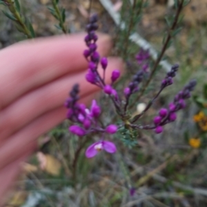 Comesperma ericinum at Bungendore, NSW - 24 Oct 2022