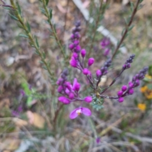 Comesperma ericinum at Bungendore, NSW - 24 Oct 2022