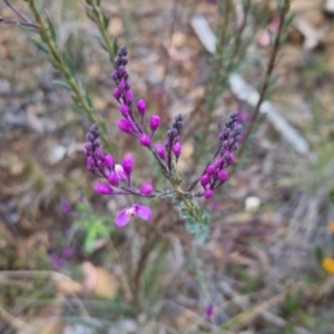 Comesperma ericinum at Bungendore, NSW - 24 Oct 2022