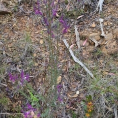 Comesperma ericinum at Bungendore, NSW - 24 Oct 2022