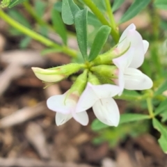 Lotus australis (Austral Trefoil) at Sth Tablelands Ecosystem Park - 13 Oct 2022 by galah681