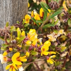 Pultenaea sp. (A Bush Pea) at Molonglo Valley, ACT - 13 Oct 2022 by galah681