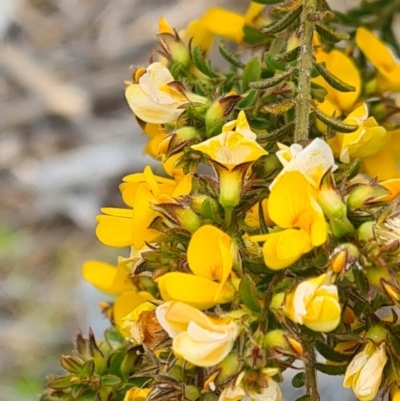 Pultenaea sp. (A Bush Pea) at Molonglo Valley, ACT - 13 Oct 2022 by galah681