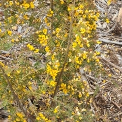 Pultenaea sp. at Molonglo Valley, ACT - 13 Oct 2022