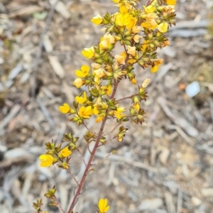 Pultenaea sp. at Molonglo Valley, ACT - 13 Oct 2022