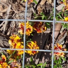 Pultenaea polifolia (Dusky Bush-pea) at Molonglo Valley, ACT - 29 Sep 2022 by galah681