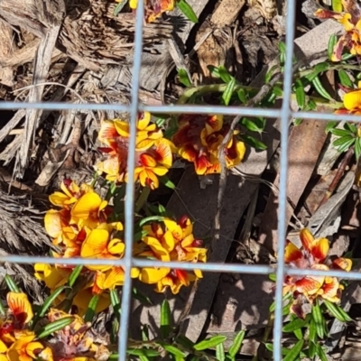 Pultenaea polifolia (Dusky Bush-pea) at Sth Tablelands Ecosystem Park - 29 Sep 2022 by galah681