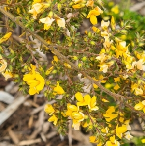 Pultenaea subspicata at Molonglo Valley, ACT - 13 Oct 2022