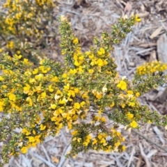 Pultenaea subspicata at Molonglo Valley, ACT - 13 Oct 2022