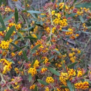 Daviesia mimosoides at Bungendore, NSW - 24 Oct 2022