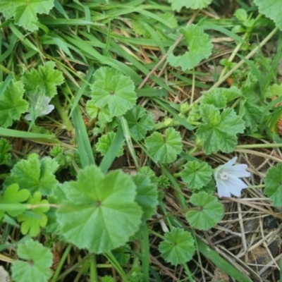 Malva neglecta (Dwarf Mallow) at Bungendore, NSW - 23 Oct 2022 by clarehoneydove