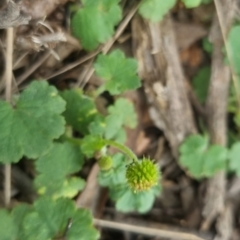 Hydrocotyle laxiflora (Stinking Pennywort) at Bungendore, NSW - 23 Oct 2022 by clarehoneydove