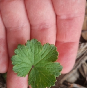 Hydrocotyle laxiflora at Bungendore, NSW - 23 Oct 2022