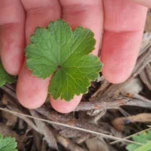 Hydrocotyle laxiflora at Bungendore, NSW - 23 Oct 2022