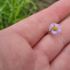 Vittadinia muelleri (Narrow-leafed New Holland Daisy) at Bungendore, NSW - 23 Oct 2022 by clarehoneydove