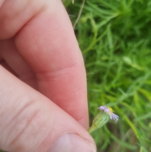 Vittadinia muelleri at Bungendore, NSW - 23 Oct 2022 02:57 PM