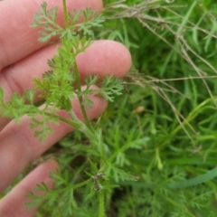 Vittadinia muelleri at Bungendore, NSW - 23 Oct 2022