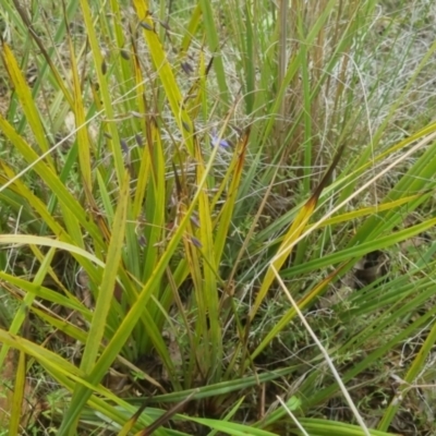 Dianella revoluta var. revoluta (Black-Anther Flax Lily) at Bungendore, NSW - 23 Oct 2022 by clarehoneydove