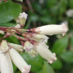 Pandorea pandorana at Cook, ACT - 23 Oct 2022 03:16 PM