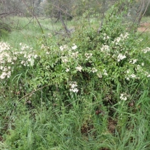 Pandorea pandorana at Cook, ACT - 23 Oct 2022 03:16 PM