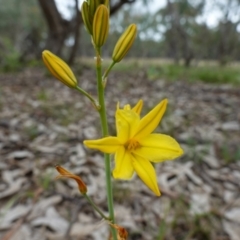 Bulbine bulbosa at Stromlo, ACT - 24 Oct 2022 04:24 PM