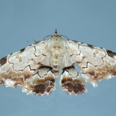 Sandava xylistis (Rusty Snout) at Ainslie, ACT - 22 Oct 2022 by jb2602