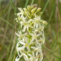 Stackhousia monogyna (Creamy Candles) at Molonglo River Reserve - 24 Oct 2022 by RobG1