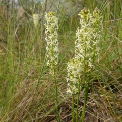 Stackhousia monogyna at Stromlo, ACT - 24 Oct 2022 04:49 PM