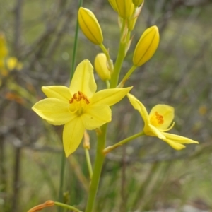 Bulbine glauca at Stromlo, ACT - 24 Oct 2022 04:50 PM