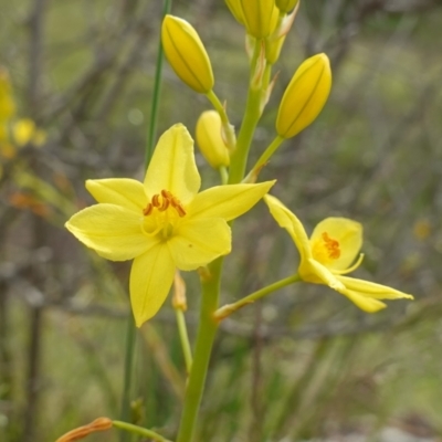 Bulbine glauca (Rock Lily) at Molonglo River Reserve - 24 Oct 2022 by RobG1