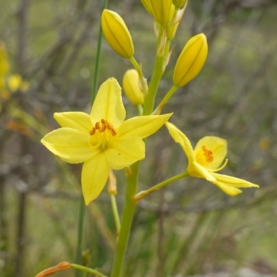 Bulbine glauca (Rock Lily) at Stromlo, ACT - 24 Oct 2022 by RobG1