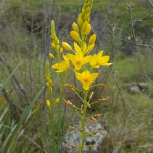 Bulbine glauca at Stromlo, ACT - 24 Oct 2022 04:50 PM